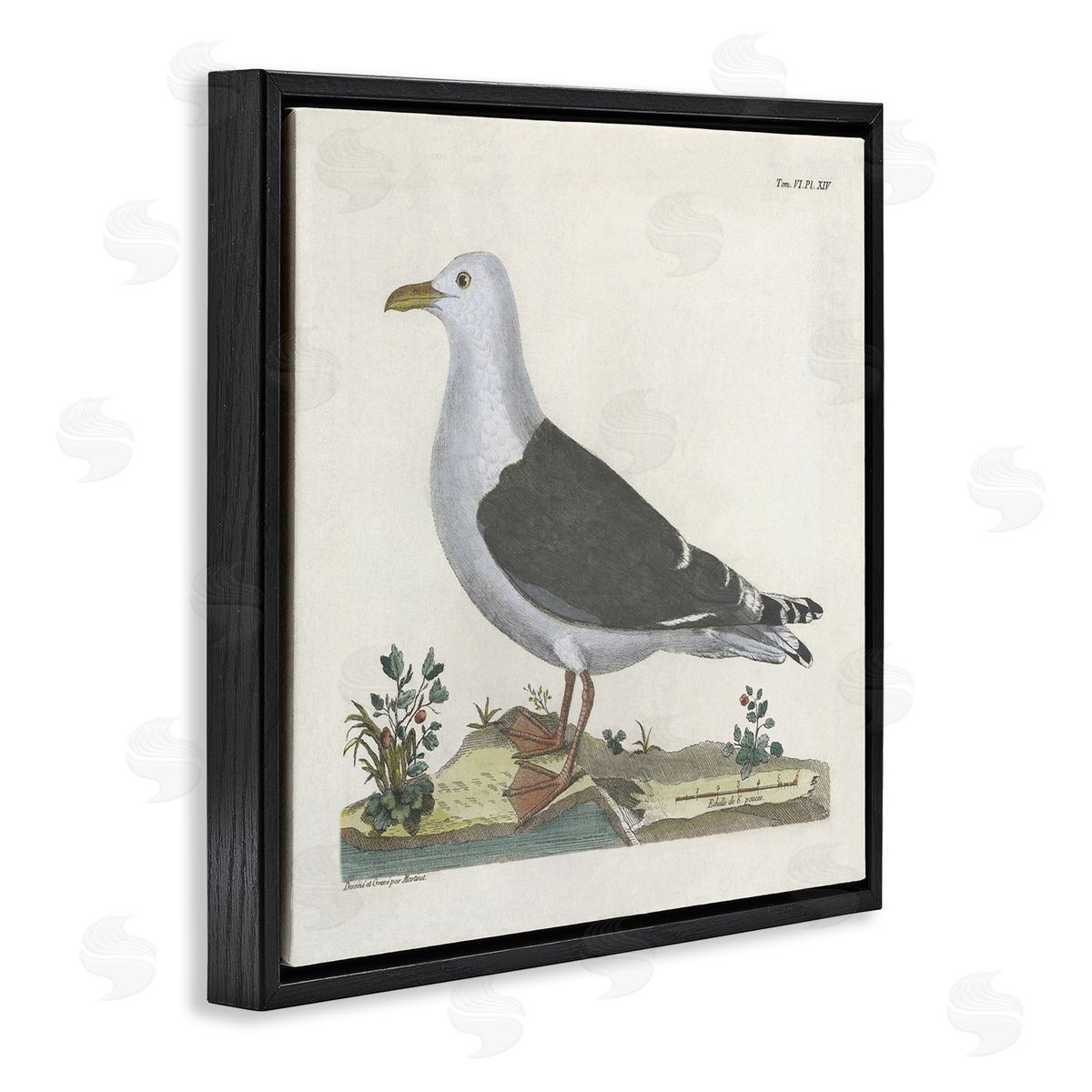Vintage Seagull Study Diagram Black Floating Frame Canvas Wall Art, Home Decor by Phillipa Katz