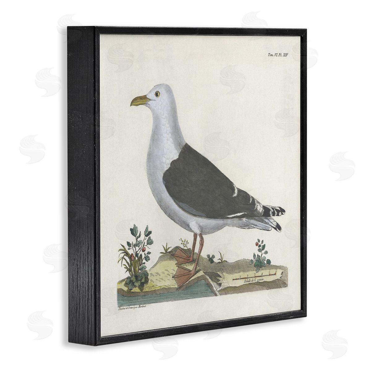Vintage Seagull Study Diagram Black Frame Print Wall Art, Home Decor by Phillipa Katz