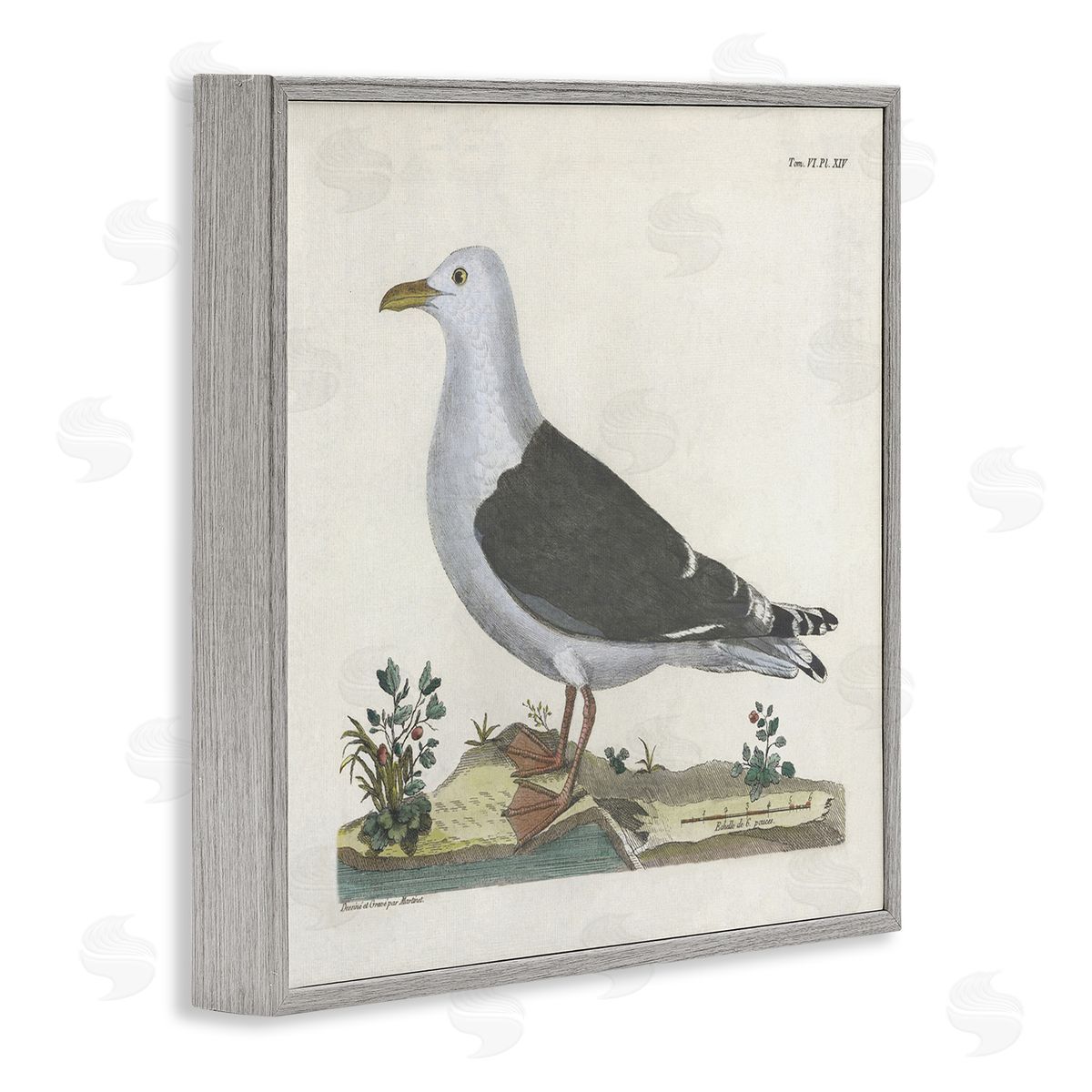 Vintage Seagull Study Diagram Grey Frame Print Wall Art, Home Decor by Phillipa Katz