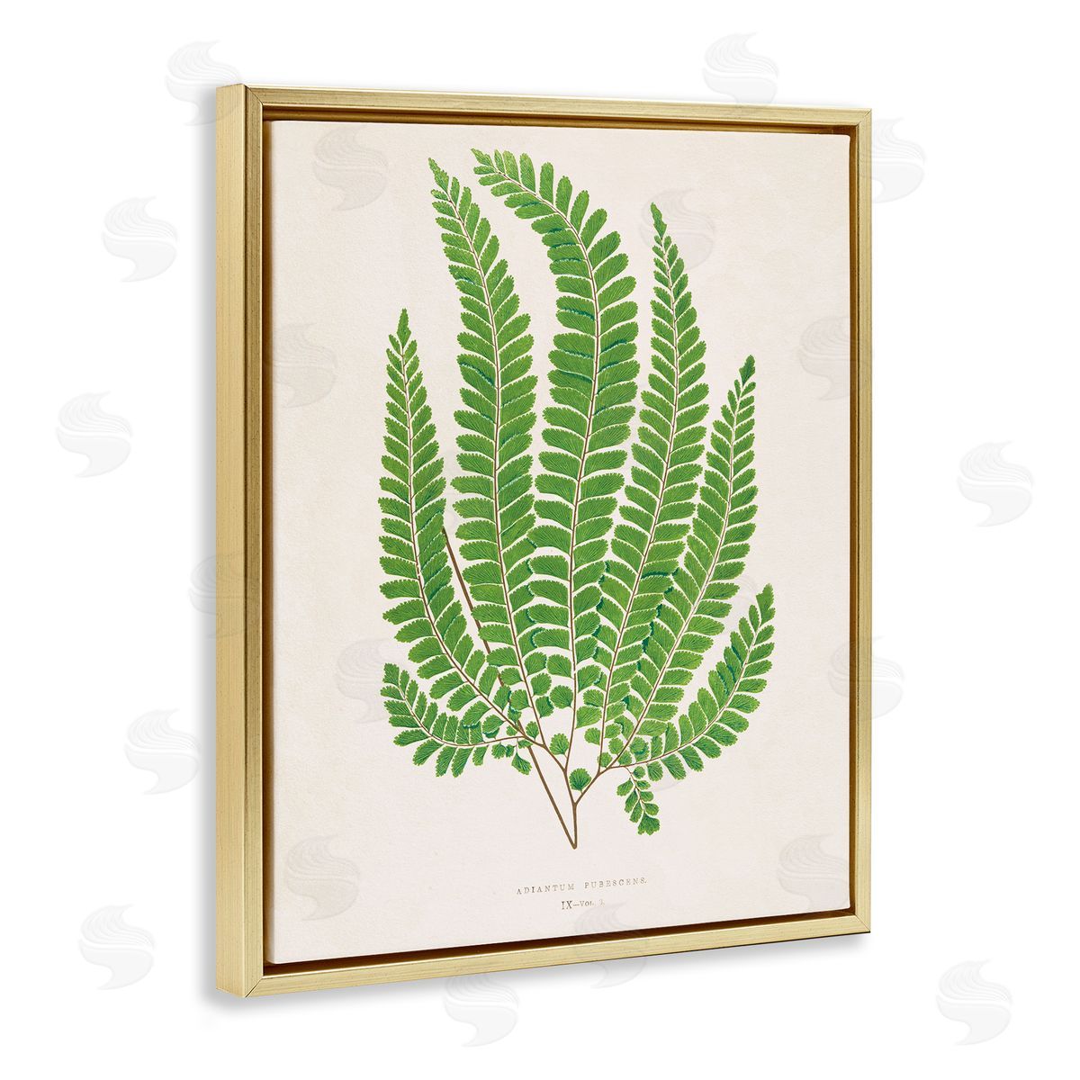Cottage Ferns Study Gold Floating Frame Canvas Wall Art, Home Decor by Phillipa Katz