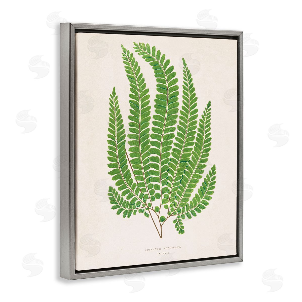 Cottage Ferns Study Grey Floating Frame Canvas Wall Art, Home Decor by Phillipa Katz