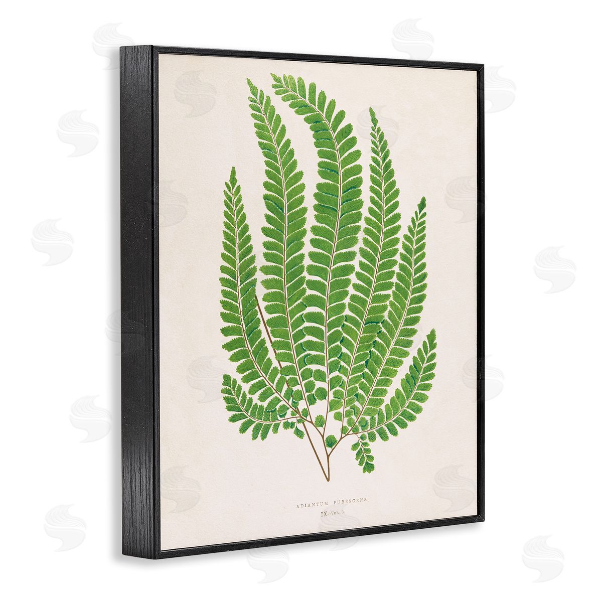 Cottage Ferns Study Black Frame Print Wall Art, Home Decor by Phillipa Katz