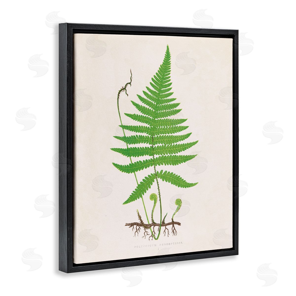 Curled Budding Fern Sprigs Black Floating Frame Canvas Wall Art, Home Decor by Phillipa Katz