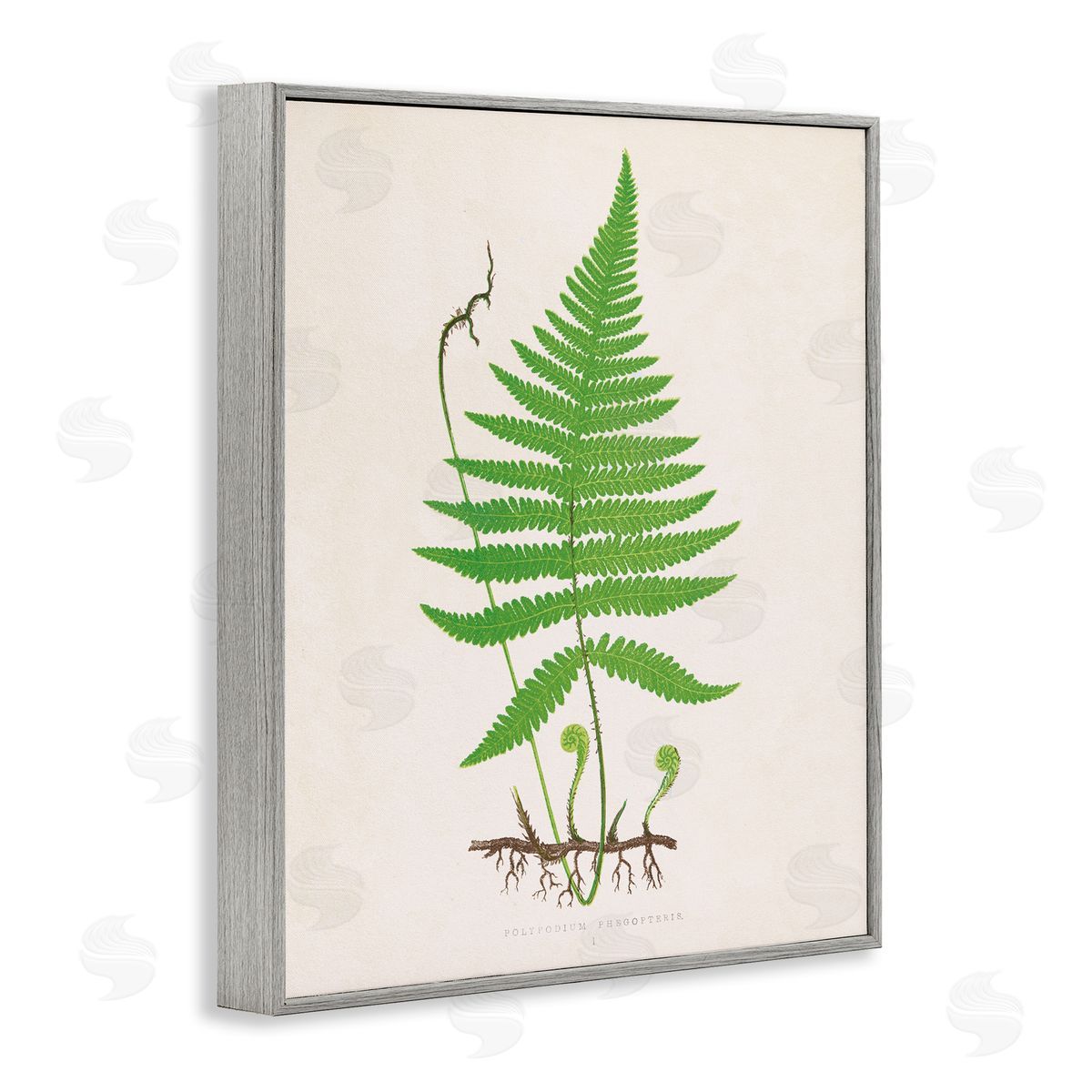 Curled Budding Fern Sprigs Grey Frame Print Wall Art, Home Decor by Phillipa Katz