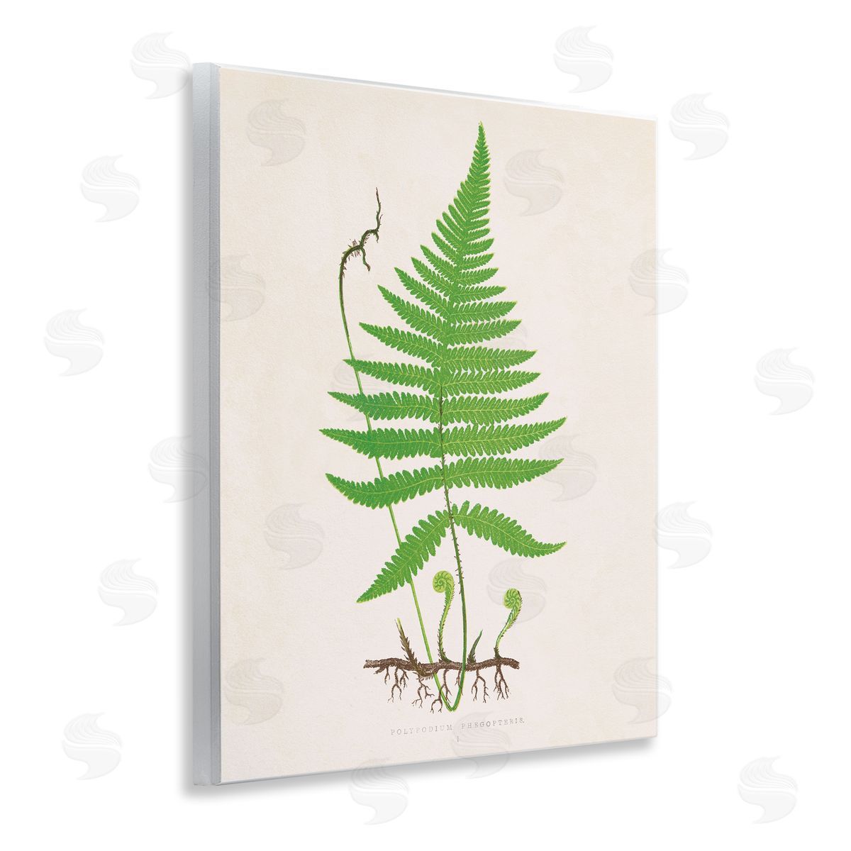 Curled Budding Fern Sprigs Wood Plaque Wall Art, Home Decor by Phillipa Katz