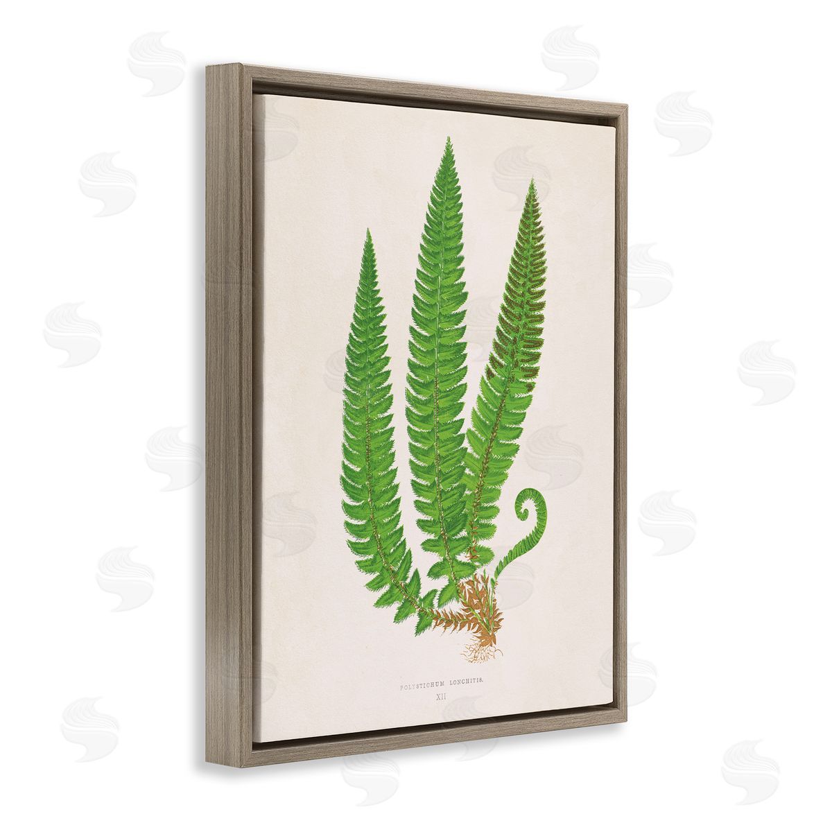 Natural Fern Branch Trio Brown Floating Frame Canvas Wall Art, Home Decor by Phillipa Katz