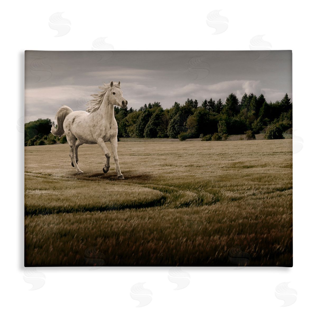 Marcus Prime Galloping Through Field Horse Canvas Wall Art Print