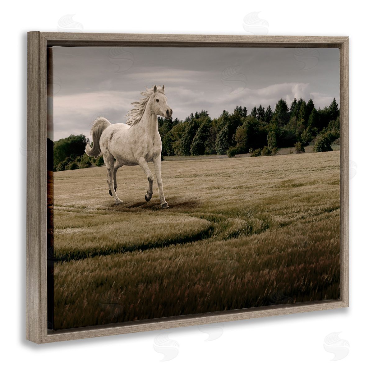 Marcus Prime Galloping Through Field Horse Canvas Wall Art Print