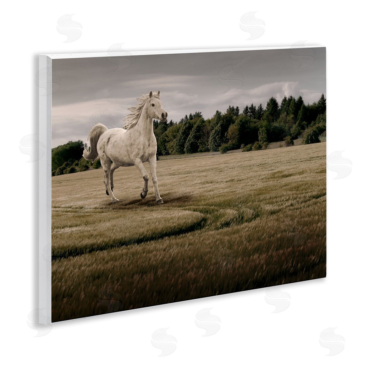 Marcus Prime Galloping Through Field Horse Canvas Wall Art Print