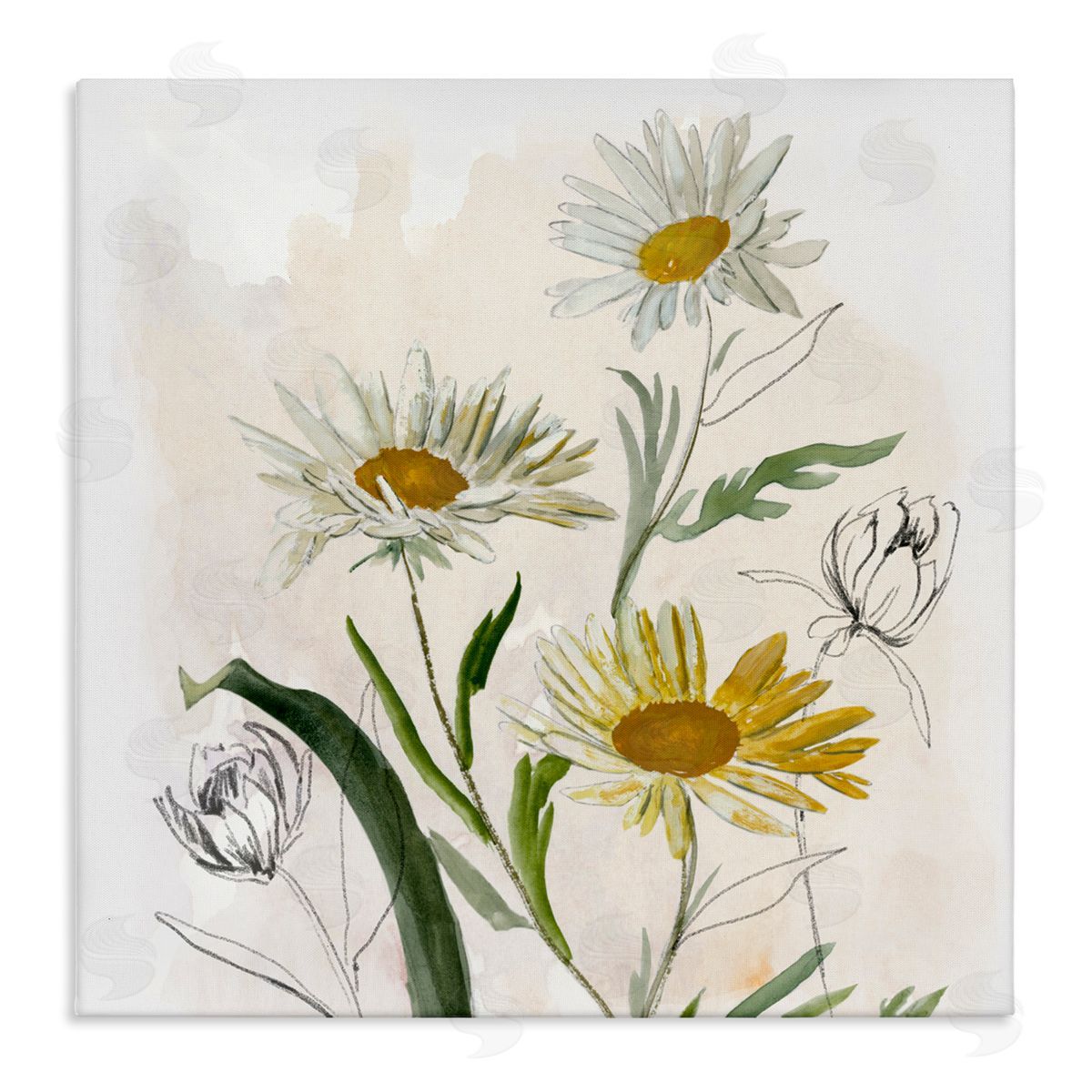 Jacob Q Pure Simplicity Daisies Canvas Wall Art Print