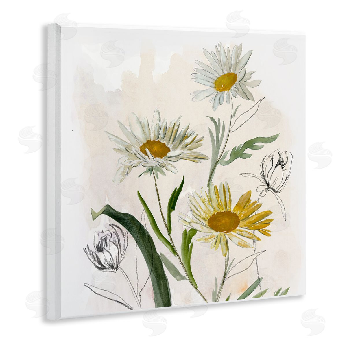 Jacob Q Pure Simplicity Daisies Canvas Wall Art Print