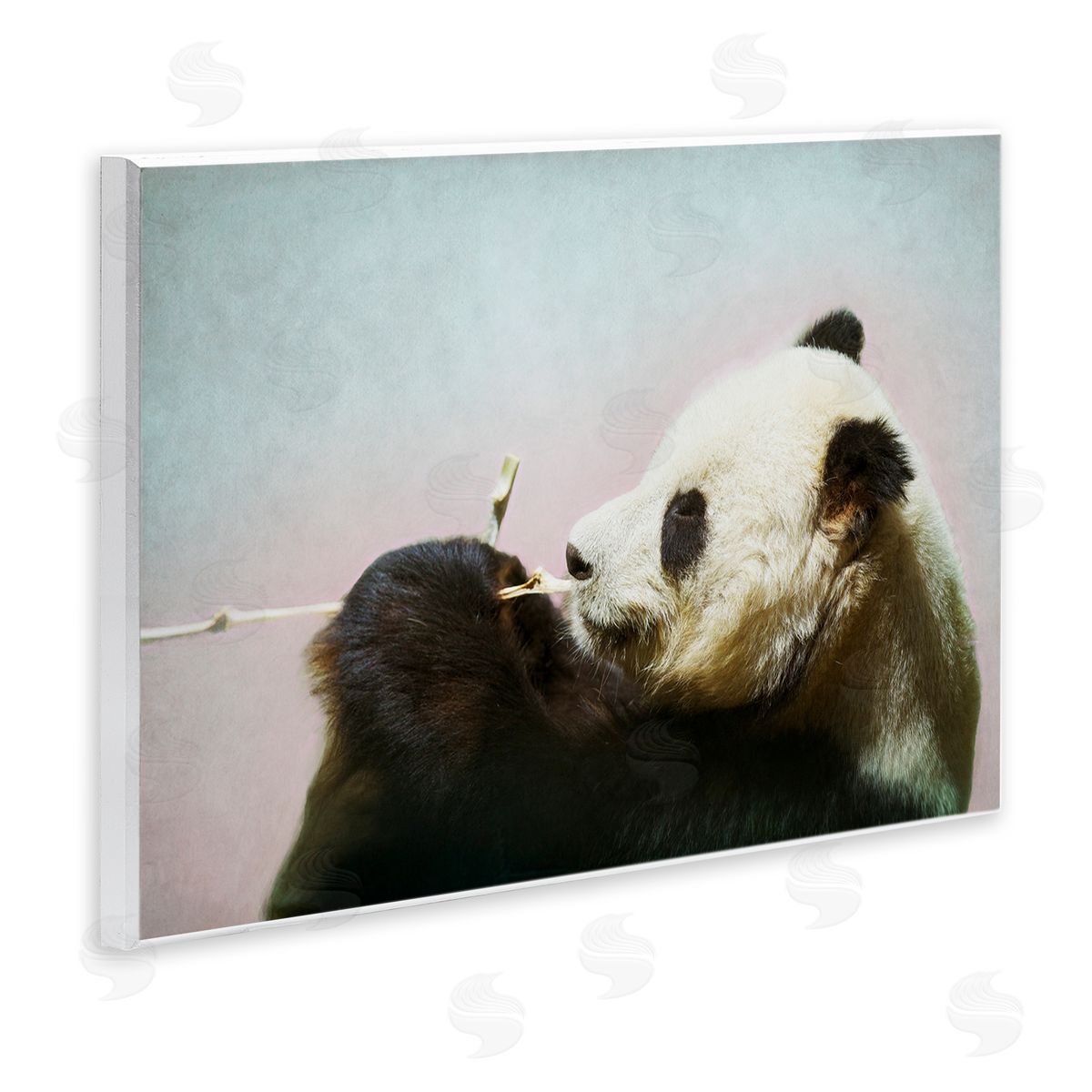 Roberta Murray Wild Panda & Bamboo Canvas Wall Art Print