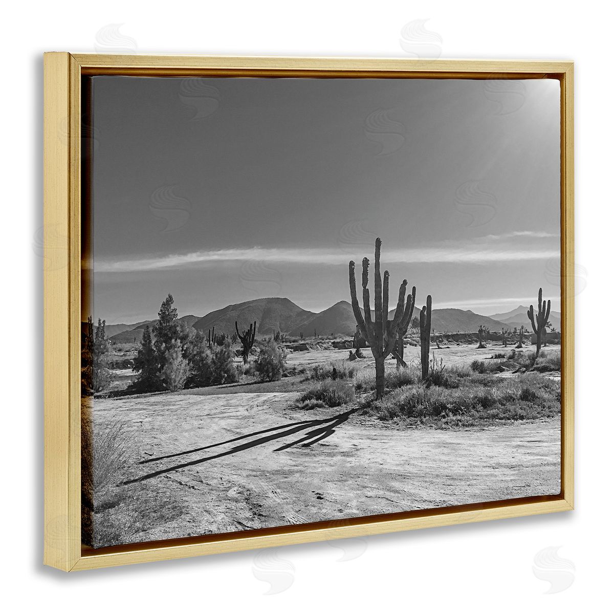 Norm Stelfox Sunlit Cactus Valley Canvas Wall Art Print