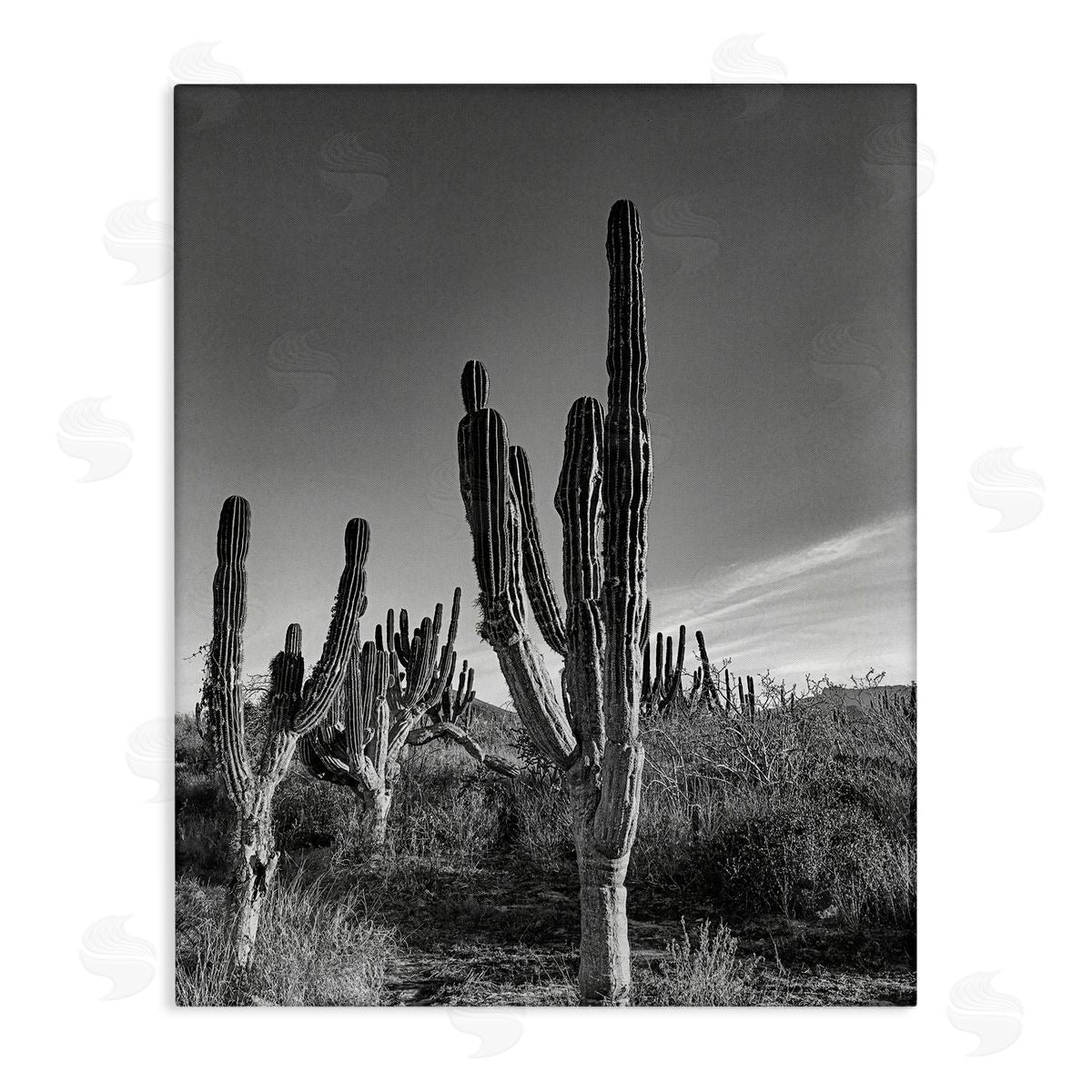 Norm Stelfox Cactus Field & Vast Sky Canvas Wall Art Print