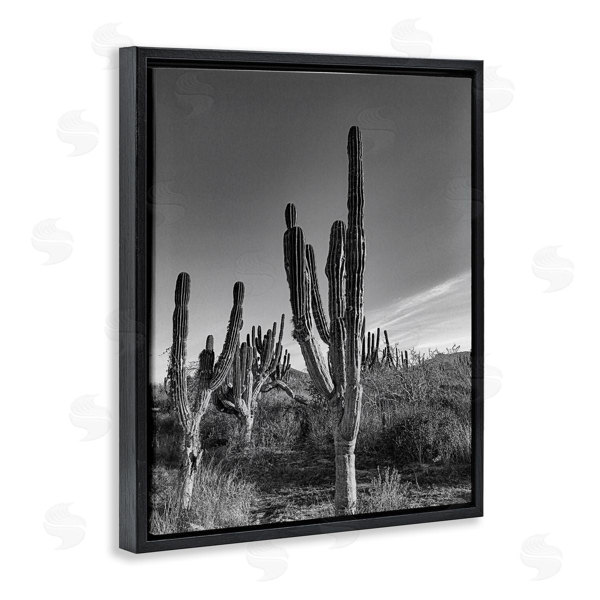 Norm Stelfox Sunlit Succulents Canyon Cacti Canvas Wall Art Print