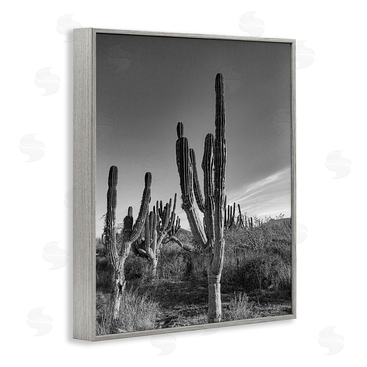 Norm Stelfox Sunlit Succulents Canyon Cacti Canvas Wall Art Print