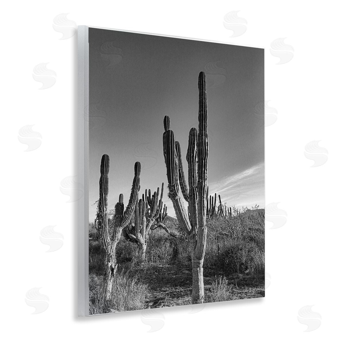 Norm Stelfox Sunlit Succulents Canyon Cacti Canvas Wall Art Print