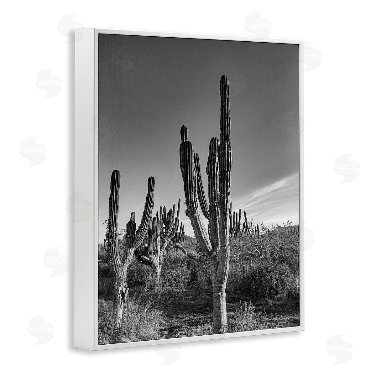 Norm Stelfox Sunlit Succulents Canyon Cacti Canvas Wall Art Print