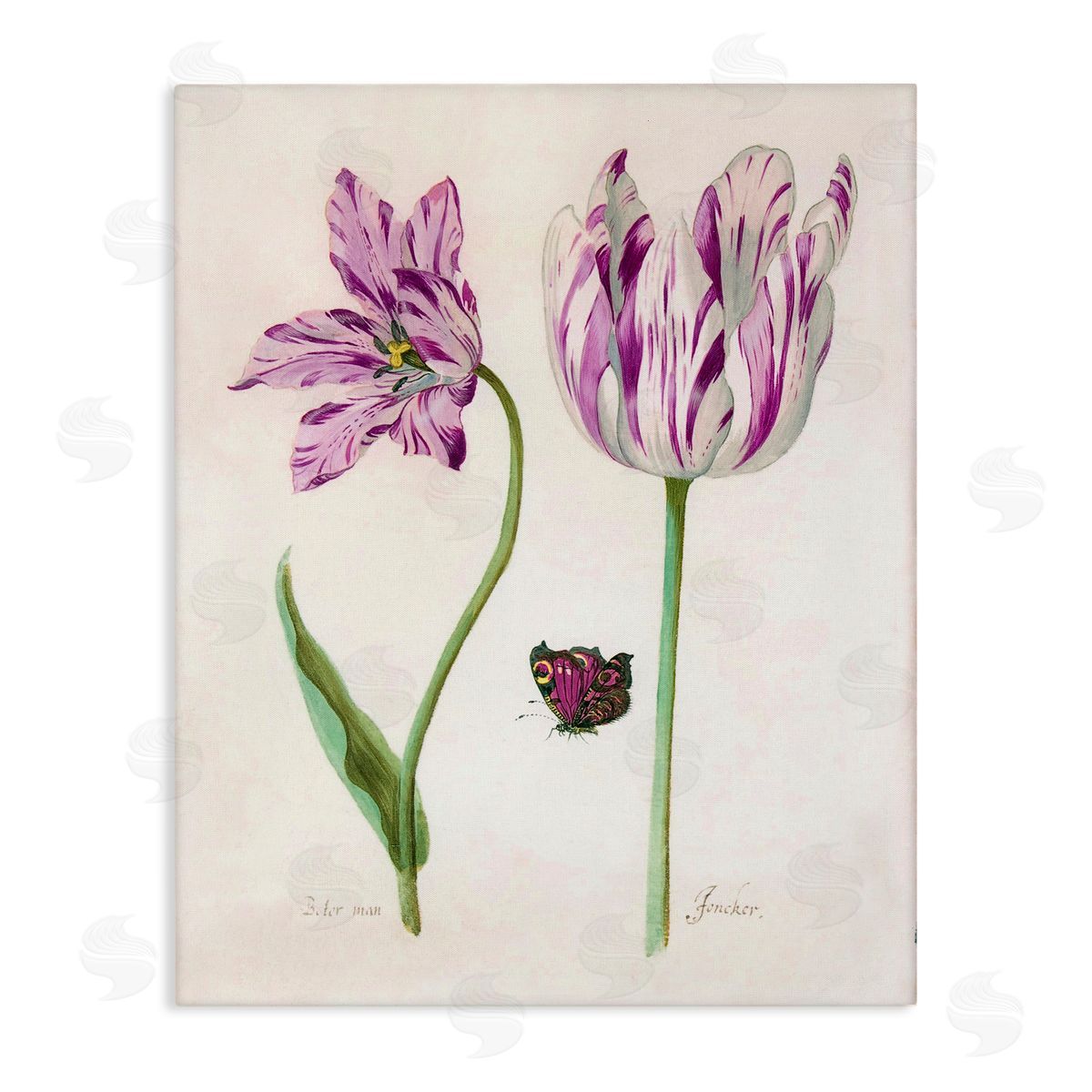 Jacob Marrel Two Tulips Purple Flowers Canvas Wall Art Print