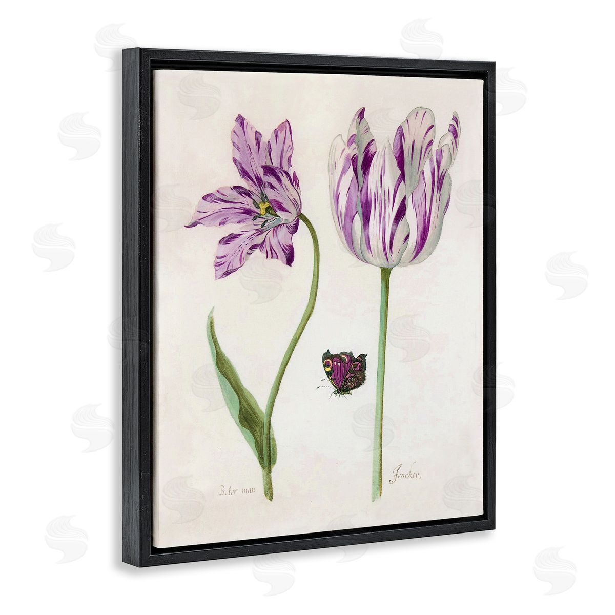 Jacob Marrel Two Tulips Purple Flowers Black Floating Frame Canvas Wall Art Print
