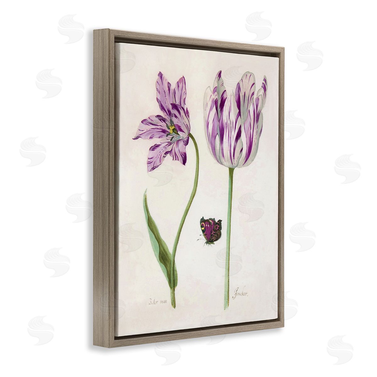 Jacob Marrel Two Tulips Purple Flowers Brown Floating Frame Canvas Art Print