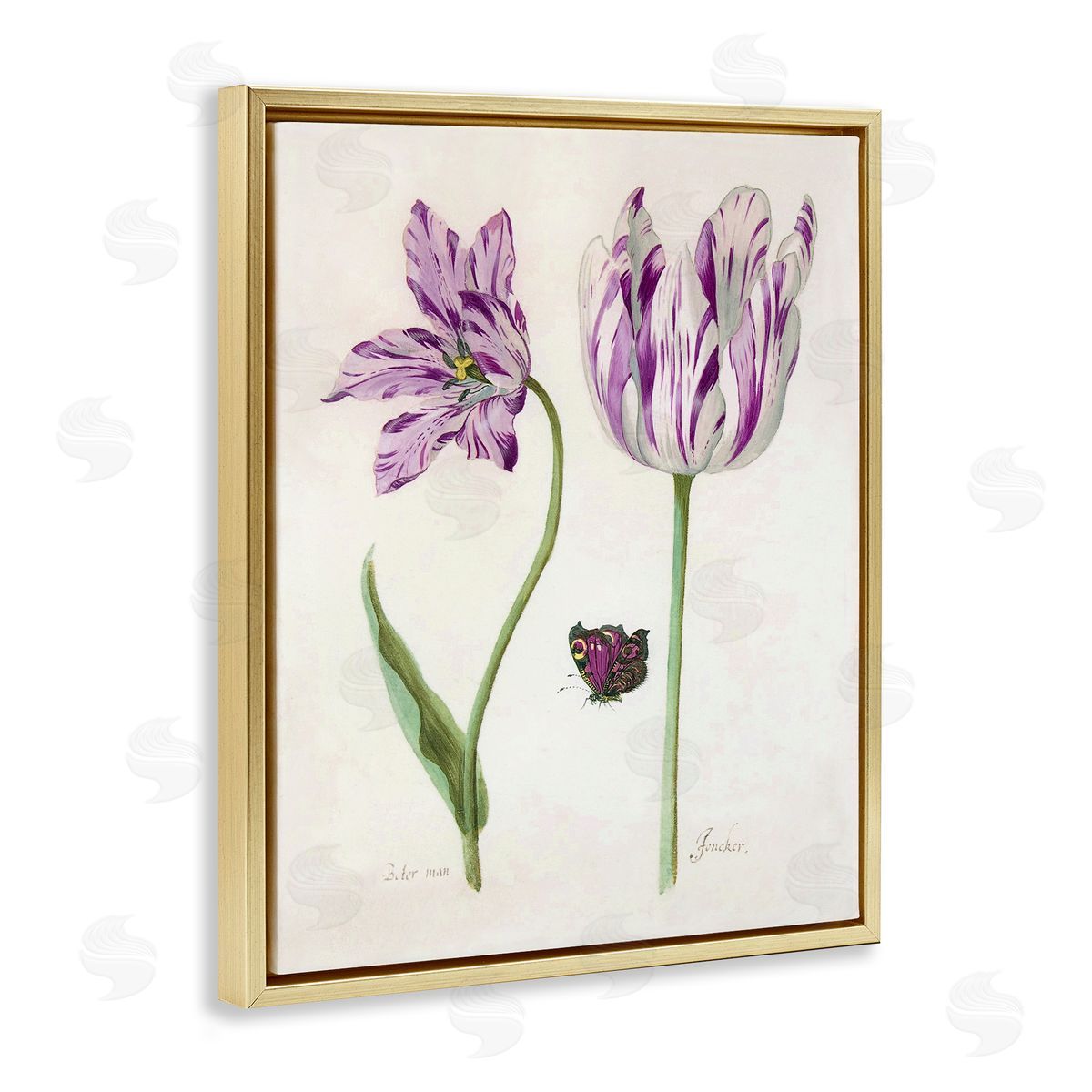 Jacob Marrel Two Tulips Purple Flowers Gold Floating Frame Canvas Art Print
