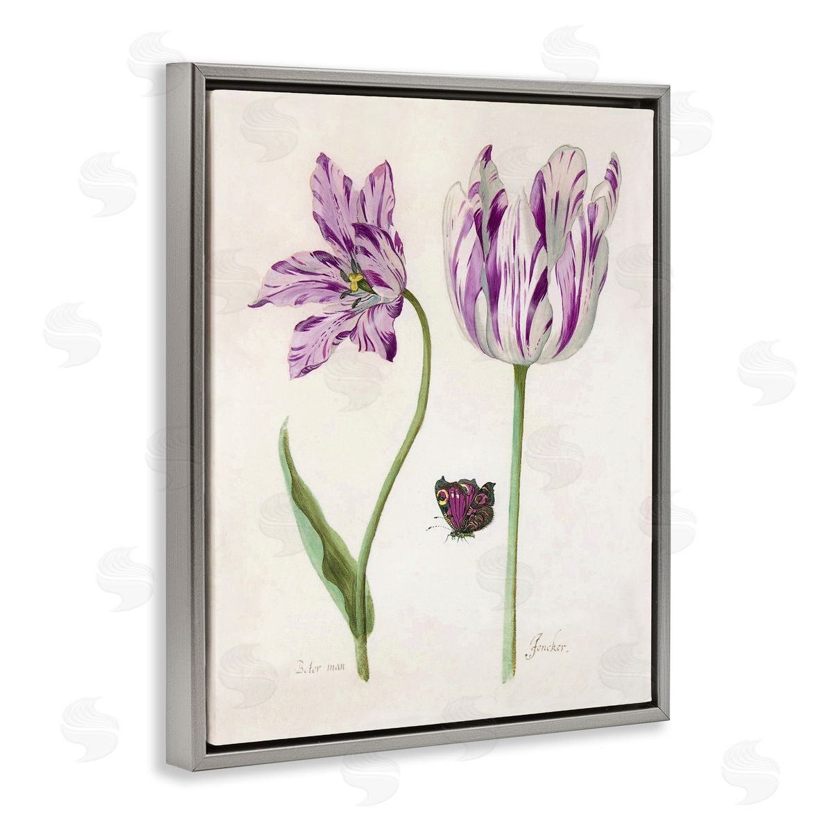 Jacob Marrel Two Tulips Purple Flowers Gray Floating Frame Canvas Art Print