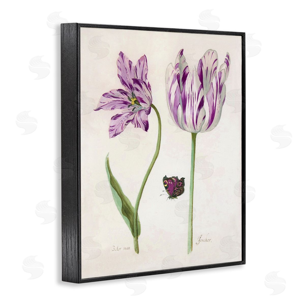 Jacob Marrel Two Tulips Purple Flowers Black Framed Giclee Art Print