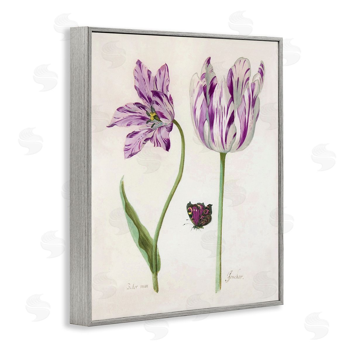 Jacob Marrel Two Tulips Purple Flowers Gray Framed Giclee Art Print