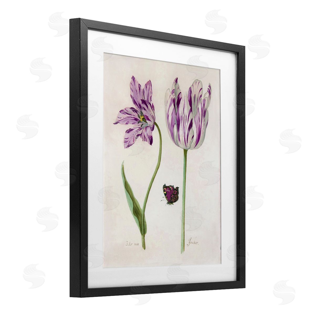 Jacob Marrel Two Tulips Purple Flowers Black Framed Print Under Glass Art