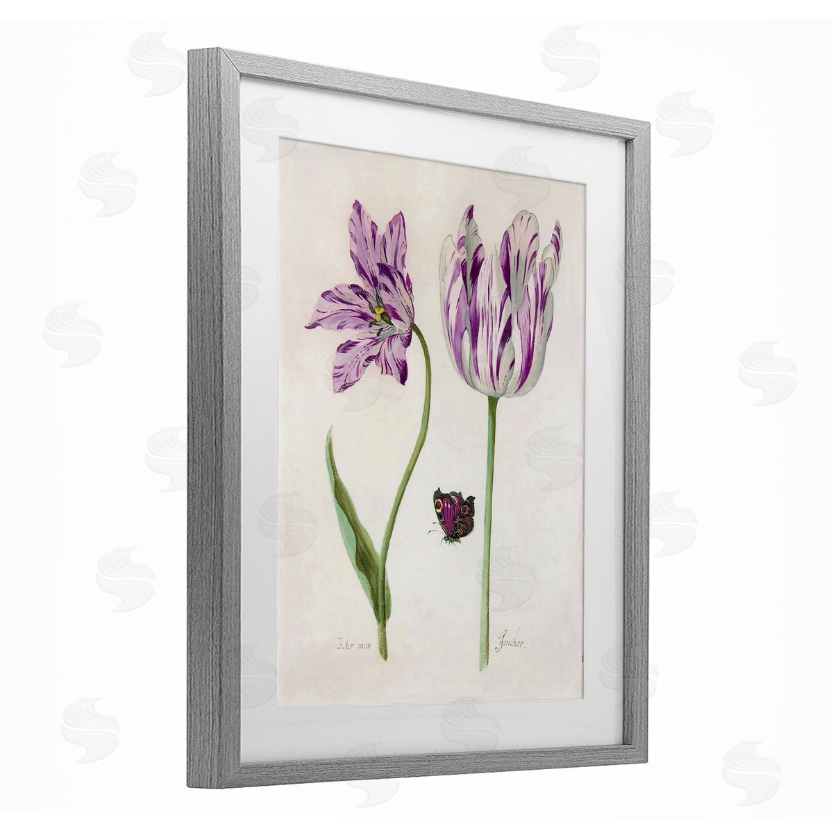 Jacob Marrel Two Tulips Purple Flowers Gray Framed Print Under Glass Art