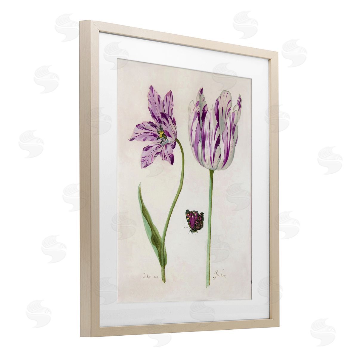 Jacob Marrel Two Tulips Purple Flowers Birch Framed Print Under Glass Art