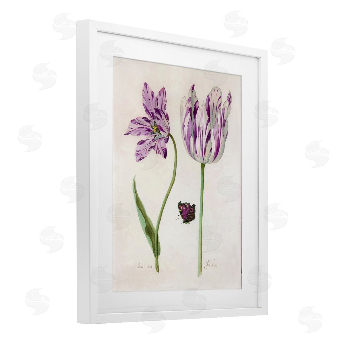 Jacob Marrel Two Tulips Purple Flowers White Framed Print Under Glass Art