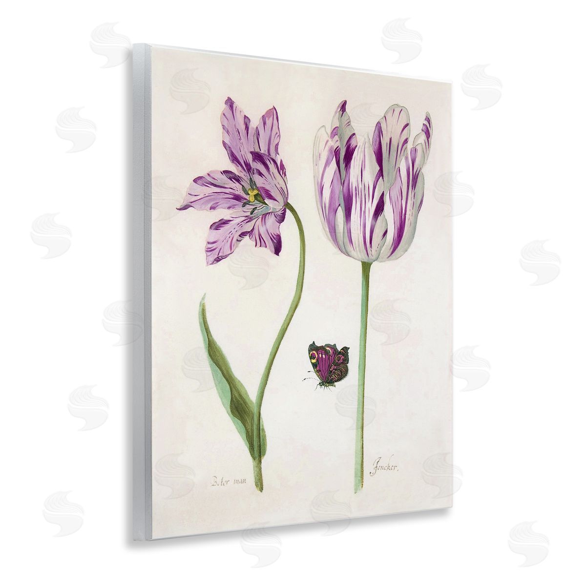 Jacob Marrel Two Tulips Purple Flowers Wall Plaque Art Print