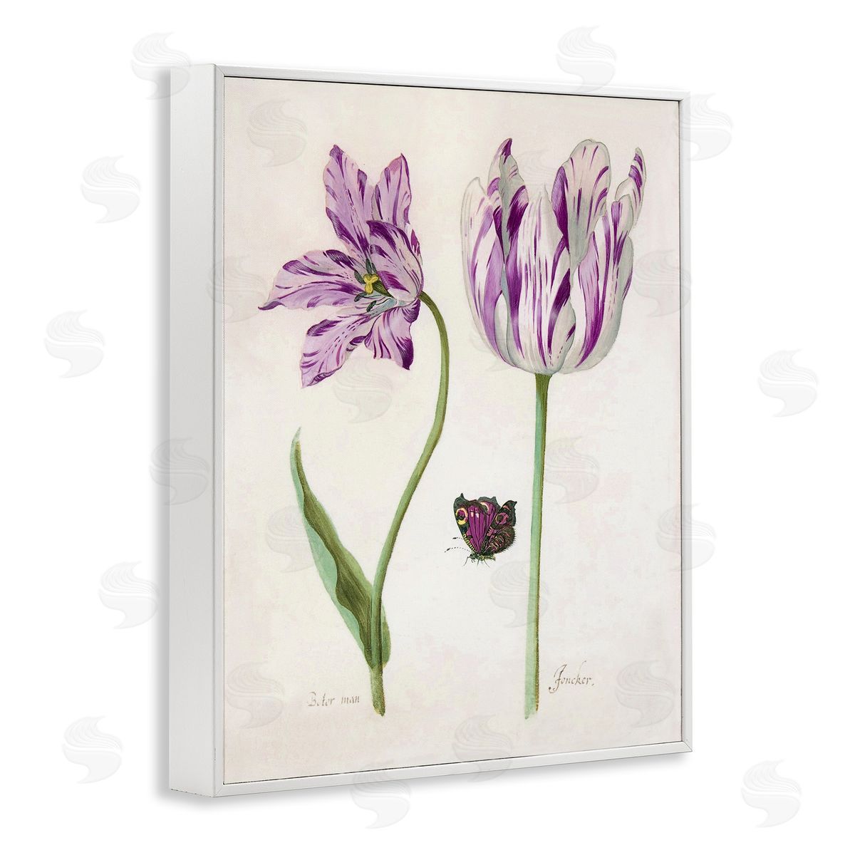 Jacob Marrel Two Tulips Purple Flowers White Frame Giclee Art Print