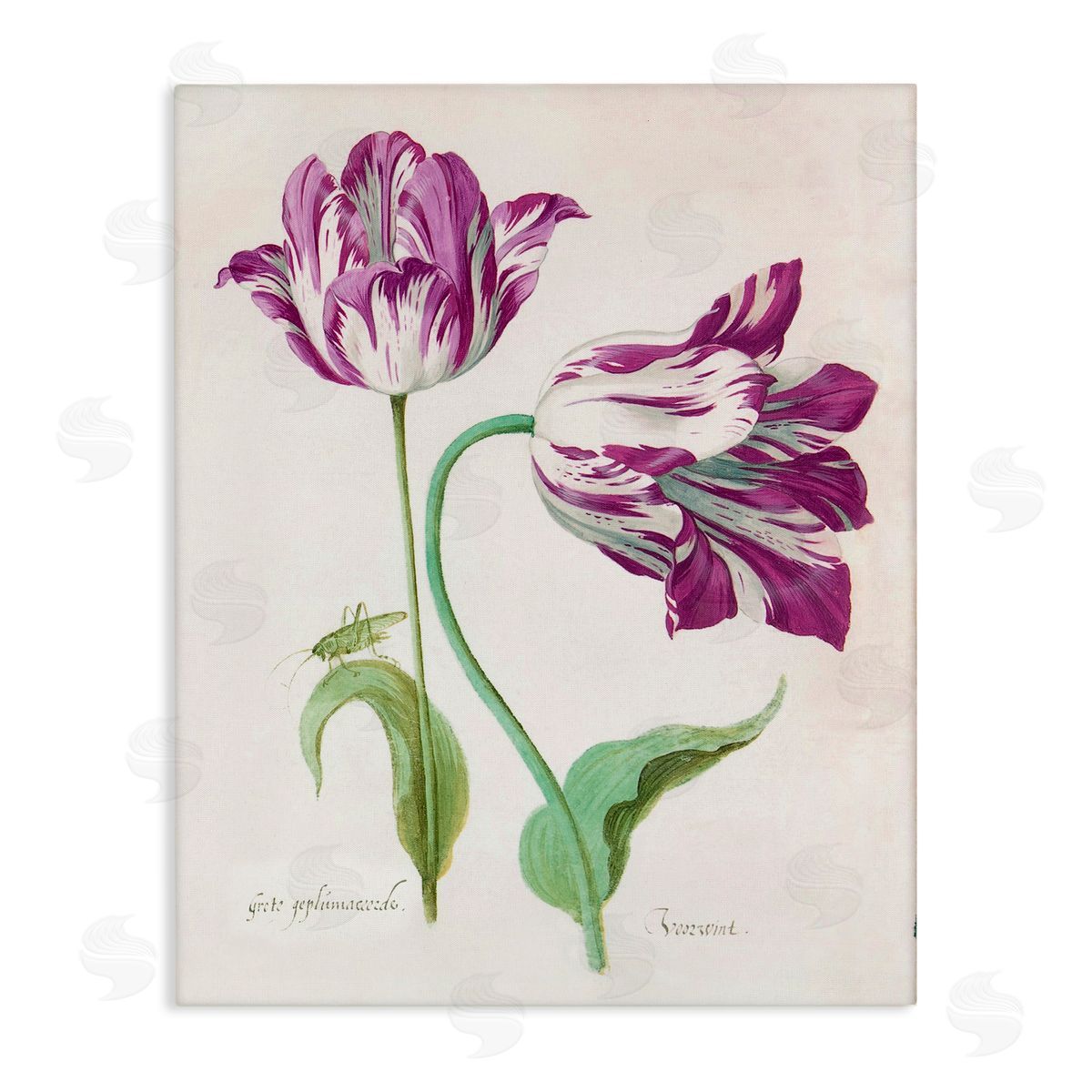 Jacob Marrel Two Tulips Purple Florals Canvas Wall Art Print