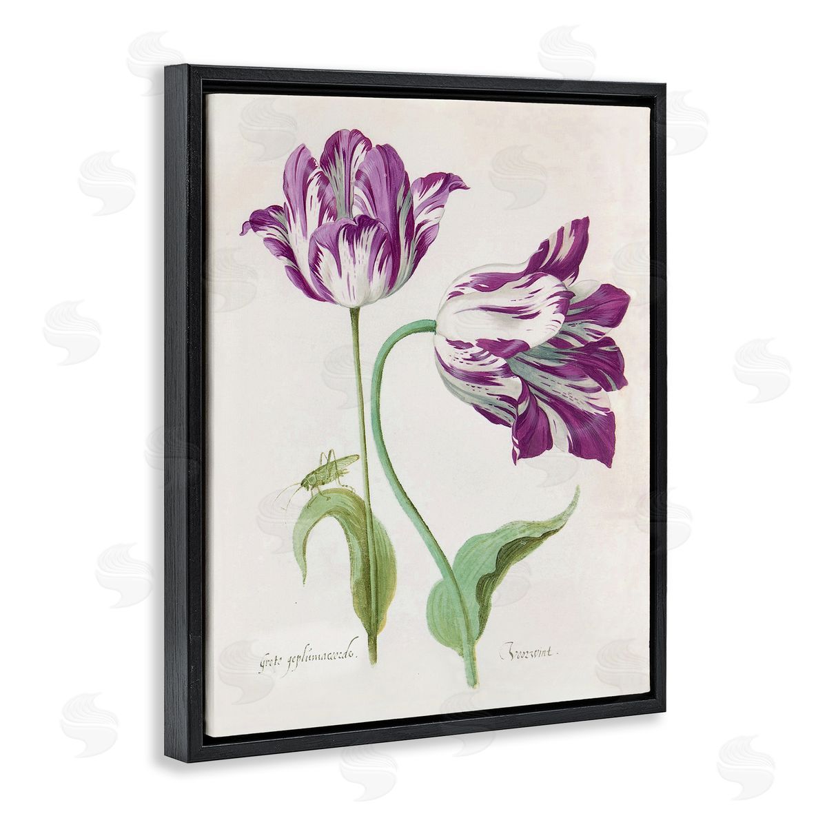 Jacob Marrel Two Tulips Purple Florals Black Floating Frame Canvas Wall Art Print