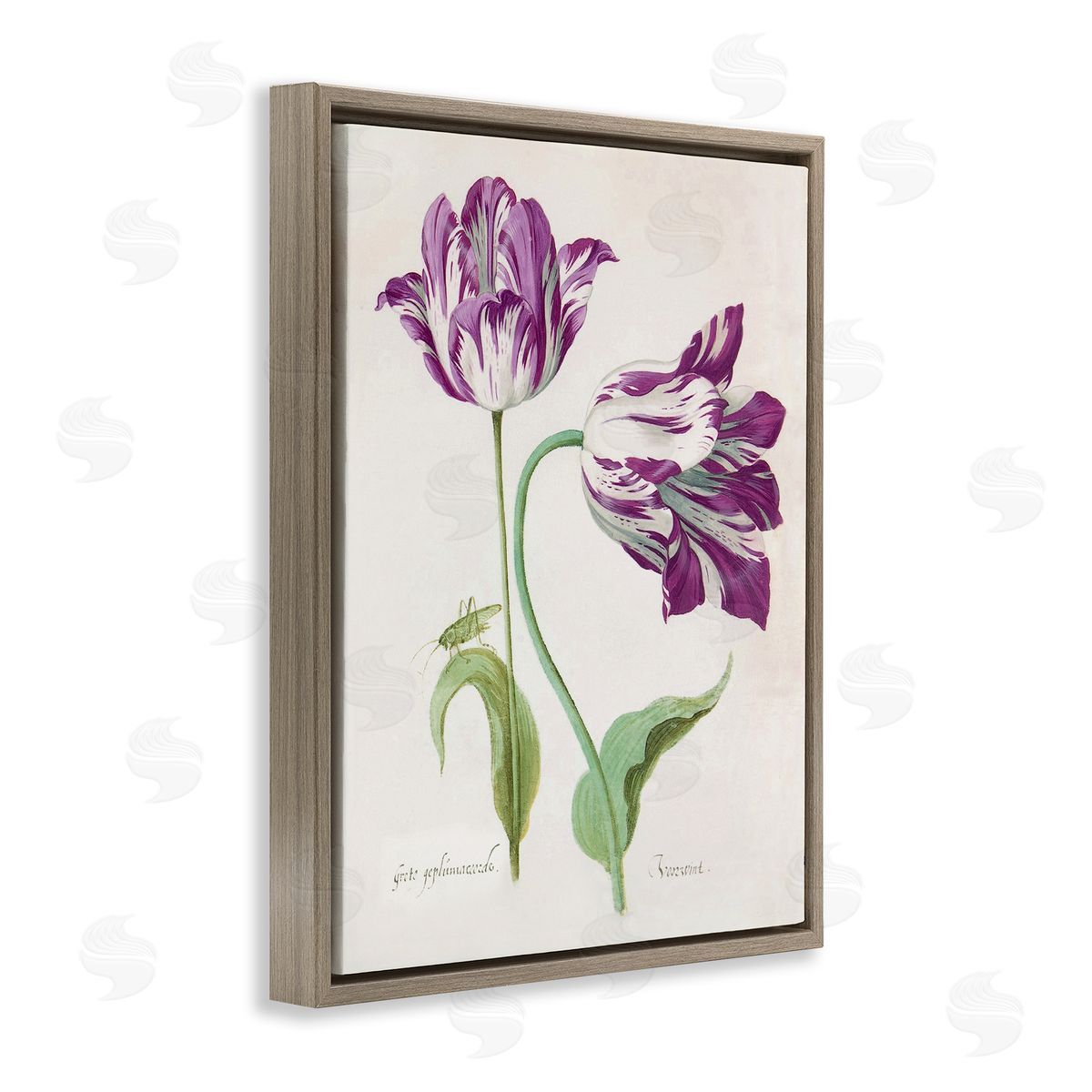 Jacob Marrel Two Tulips Purple Florals Brown Floating Frame Canvas Art Print
