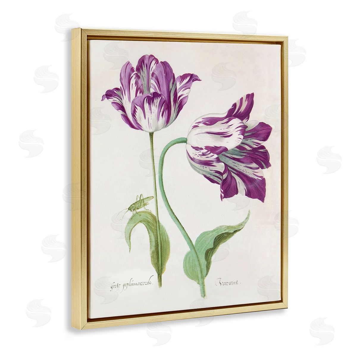 Jacob Marrel Two Tulips Purple Florals Gold Floating Frame Canvas Art Print