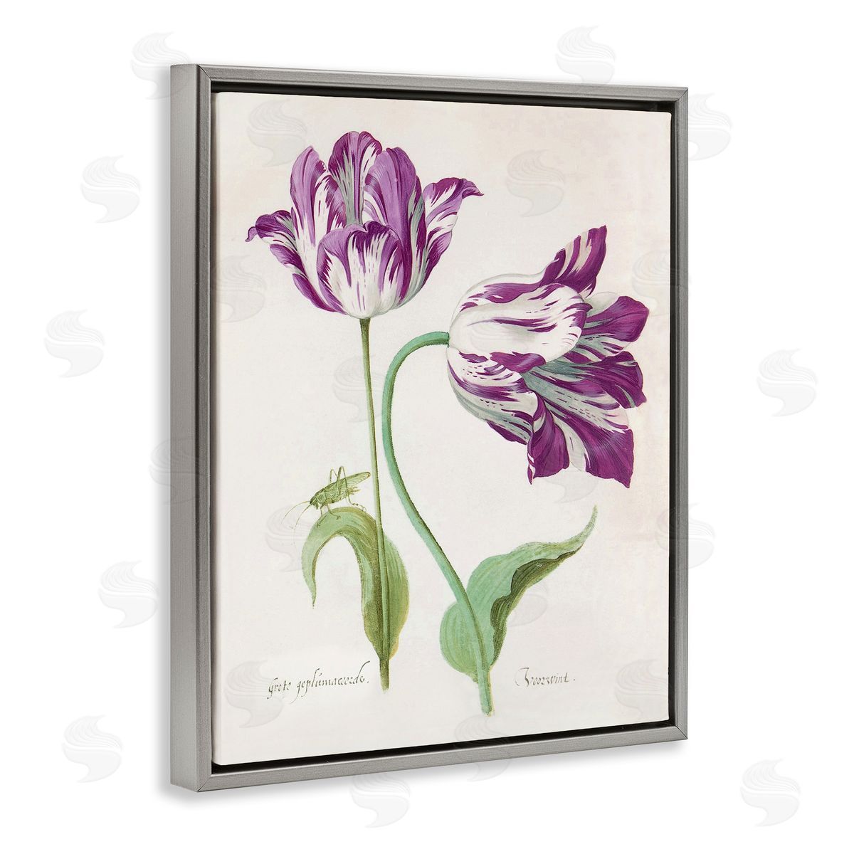 Jacob Marrel Two Tulips Purple Florals Gray Floating Frame Canvas Art Print