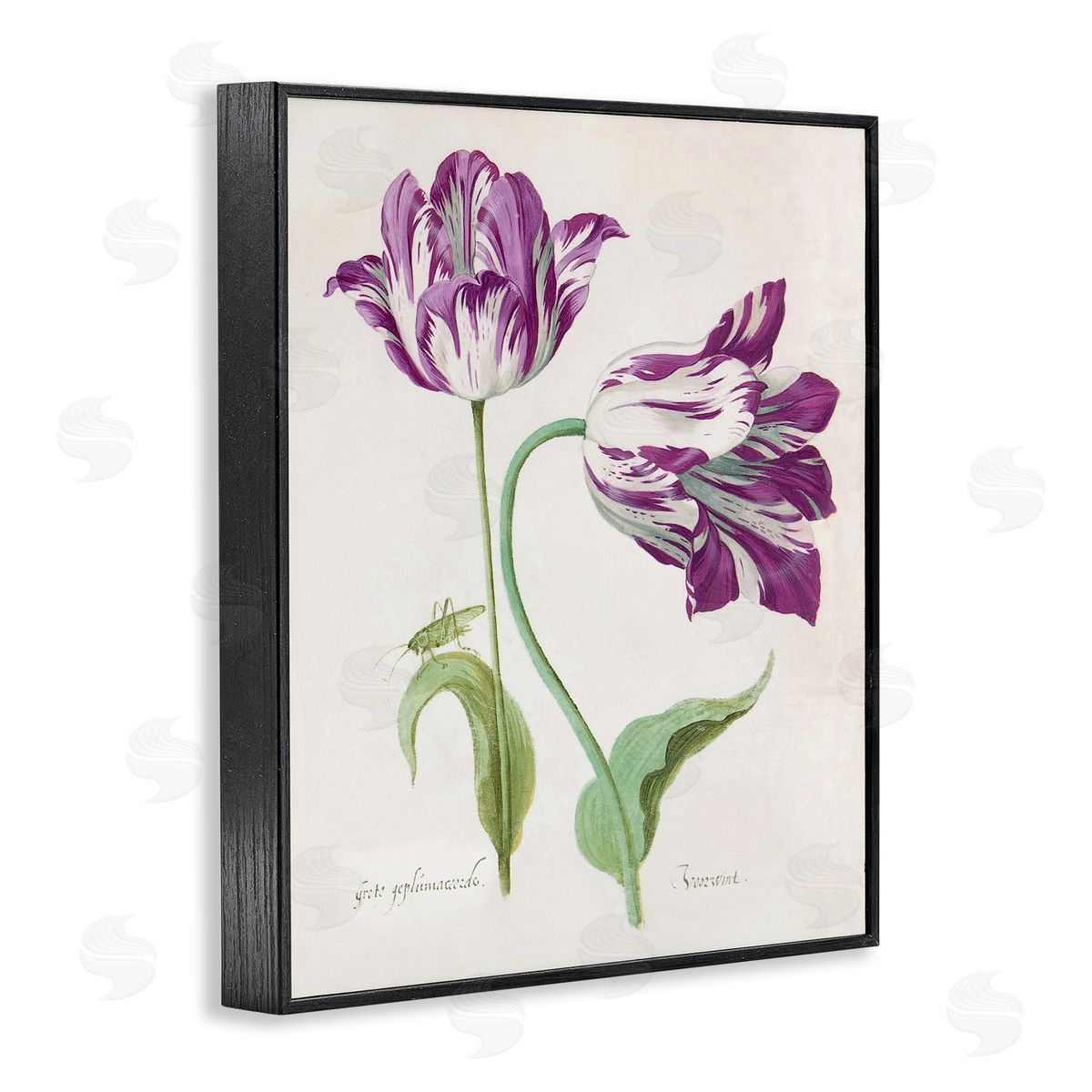 Jacob Marrel Two Tulips Purple Florals Black Framed Giclee Art Print