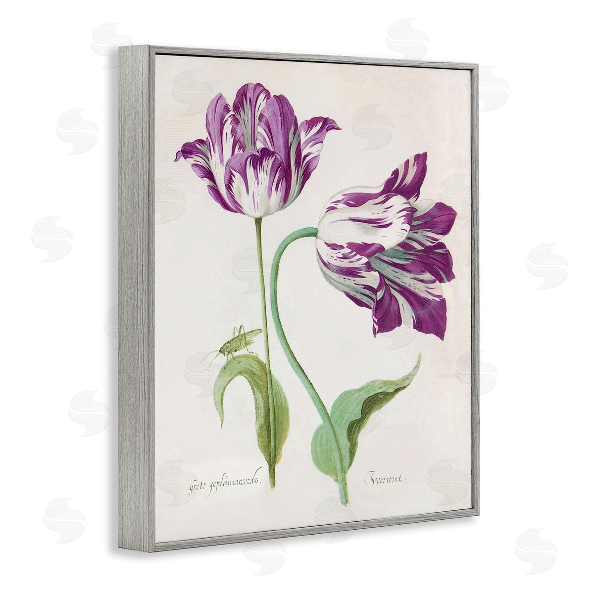 Jacob Marrel Two Tulips Purple Florals Gray Framed Giclee Art Print