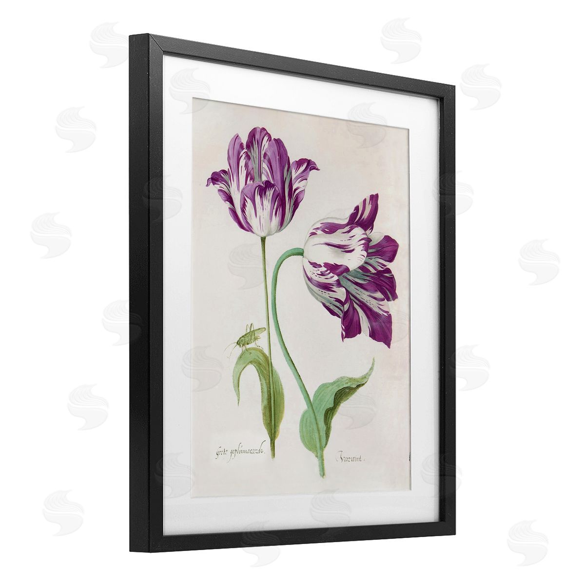 Jacob Marrel Two Tulips Purple Florals Black Framed Print Under Glass Art