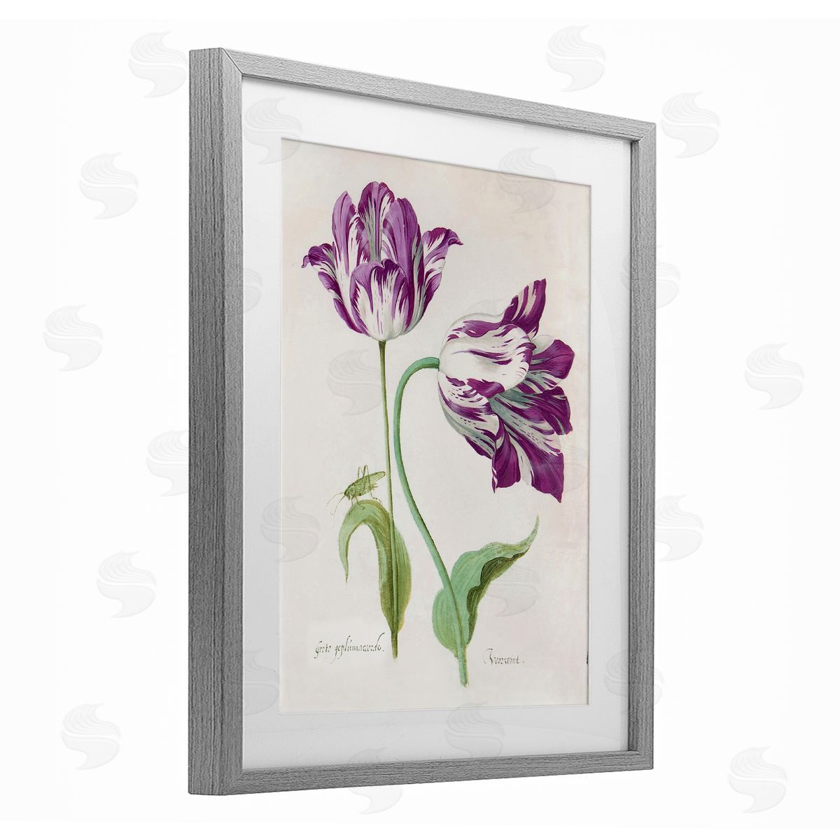 Jacob Marrel Two Tulips Purple Florals Gray Framed Print Under Glass Art