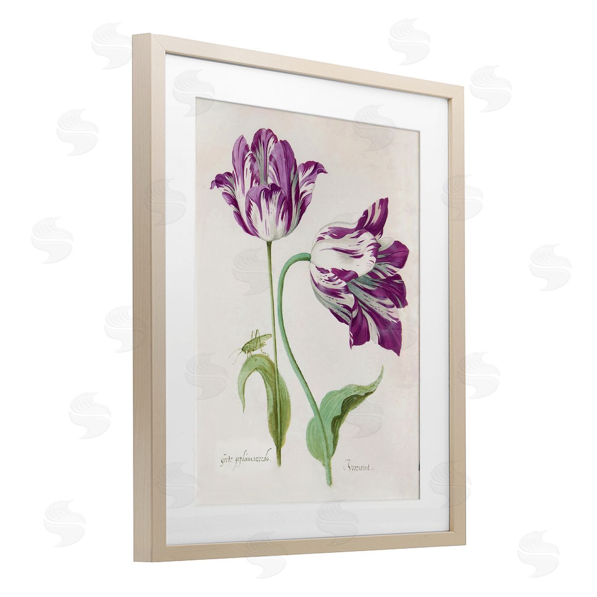 Jacob Marrel Two Tulips Purple Florals Birch Framed Print Under Glass Art