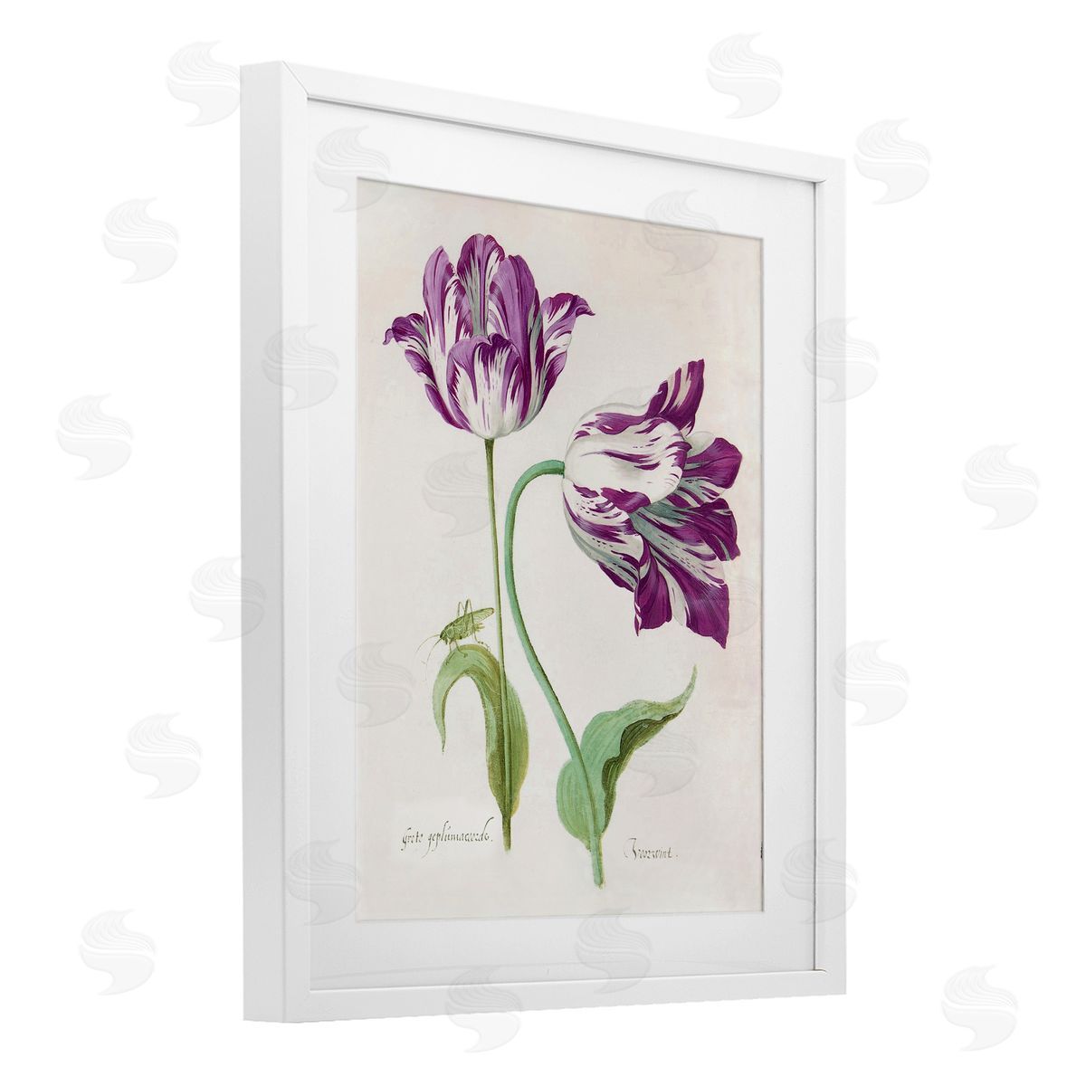 Jacob Marrel Two Tulips Purple Florals White Framed Print Under Glass Art