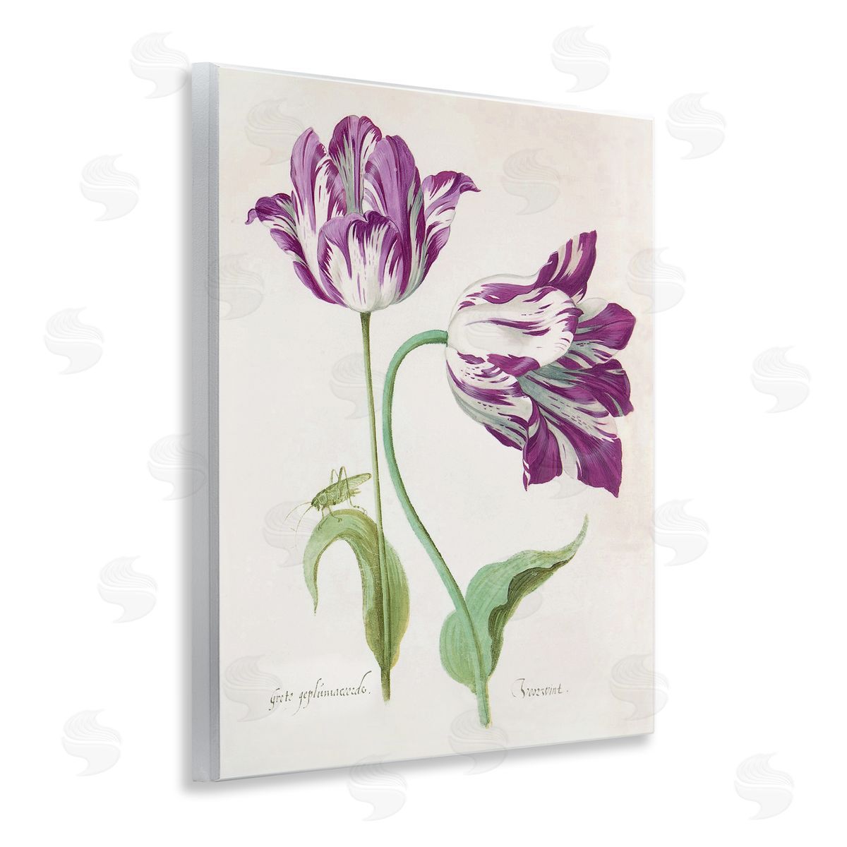 Jacob Marrel Two Tulips Purple Florals Wall Plaque Art Print