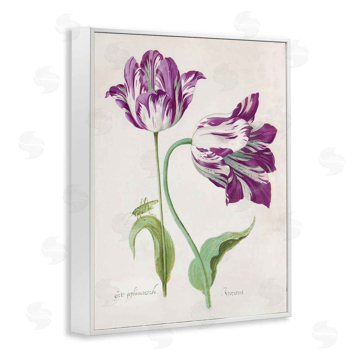 Jacob Marrel Two Tulips Purple Florals White Frame Giclee Art Print