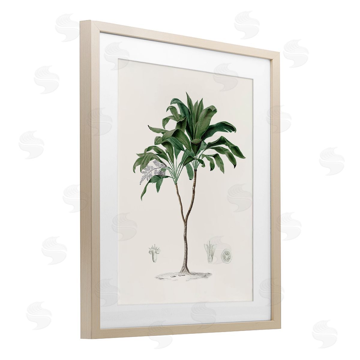 CAD Designs Vintage Palm Study Birch Framed Print Under Glass Art