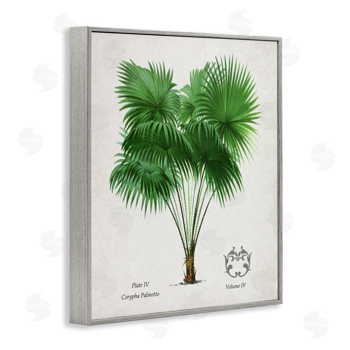 Val Rhodes Vintage Fan Palm Plant Canvas Wall Art Print